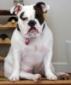 petchris's picture